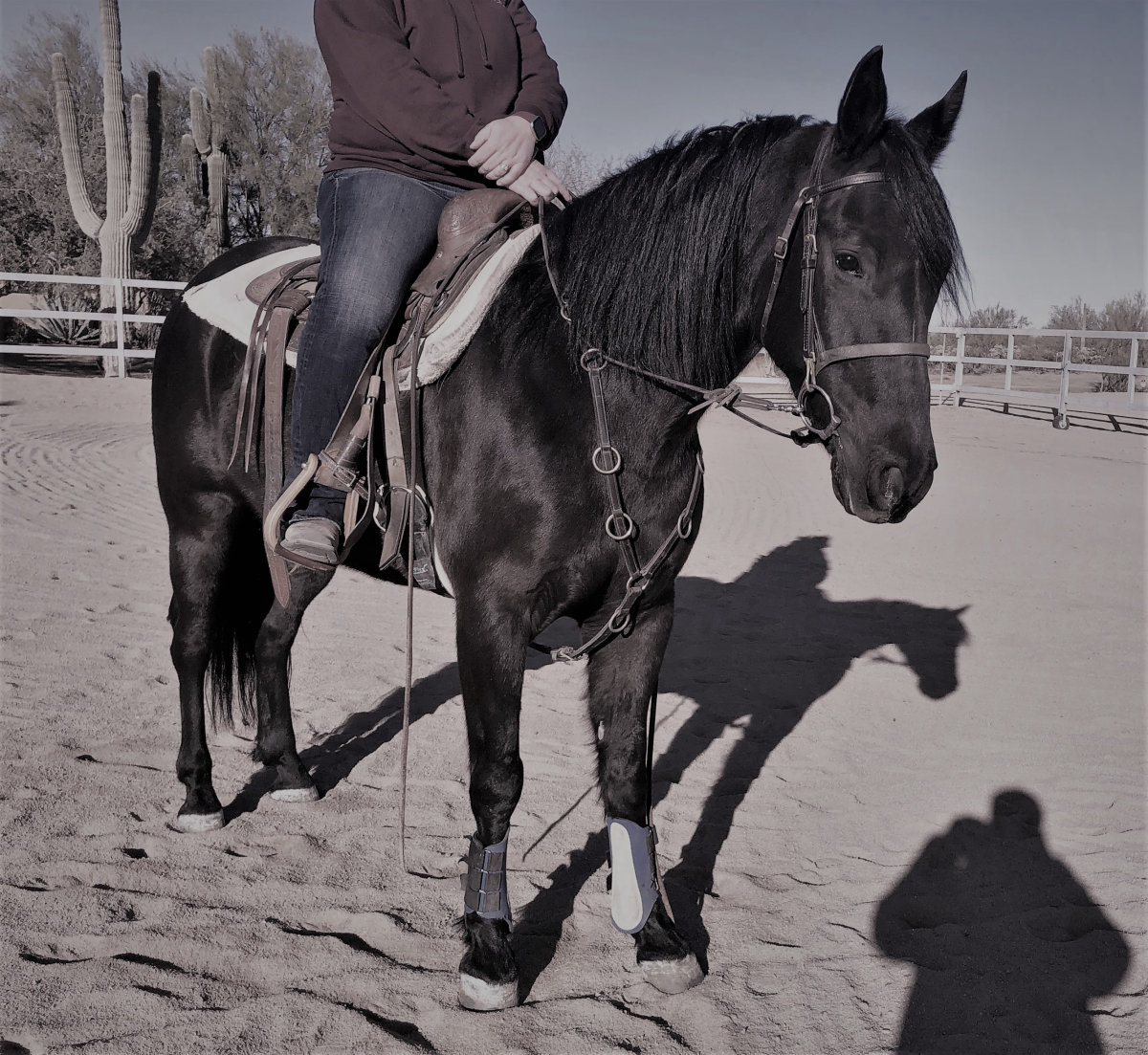 Stand Your Ground (aka Gunner) Magic Horse Auction