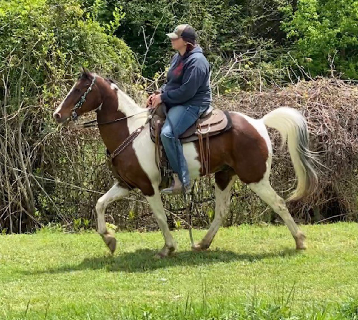 Pluto Magic Horse Auction