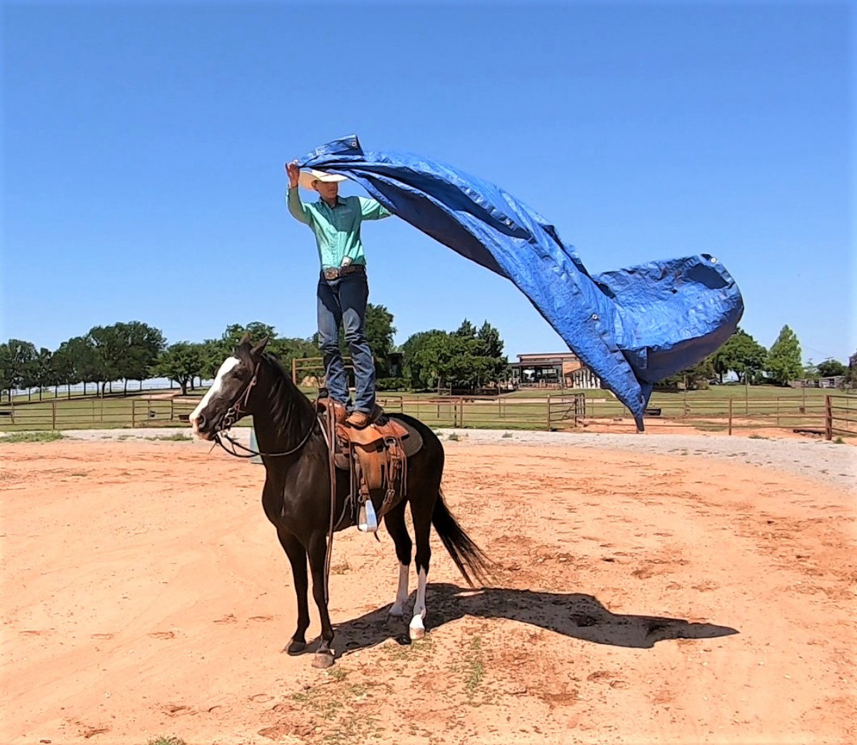 Foxvangen's Duncan Magic Horse Auction