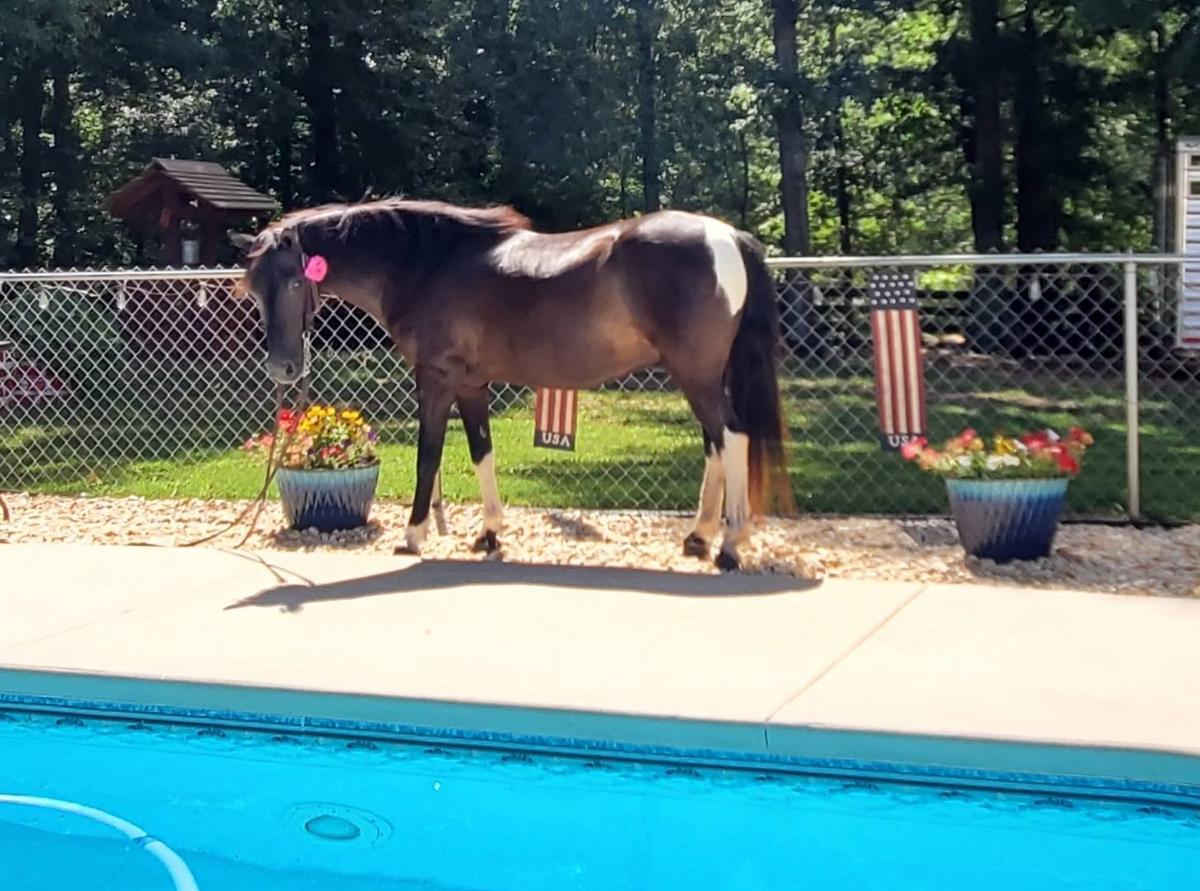 Prince Magic Horse Auction