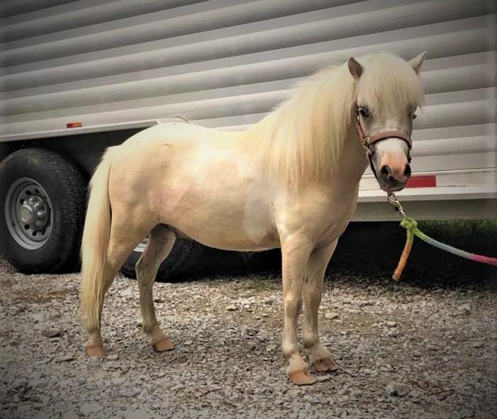 Buttermilk Magic Horse Auction