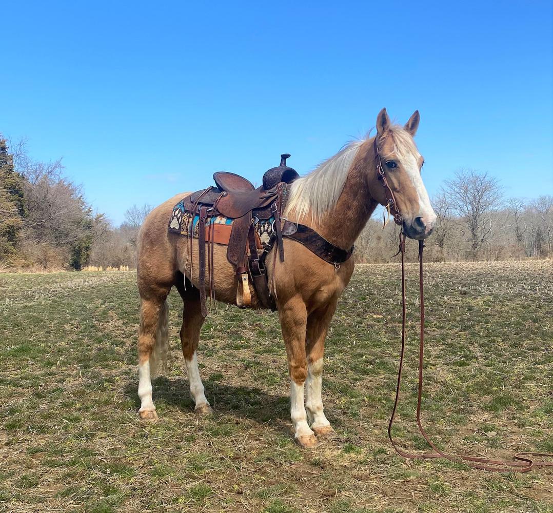 Sundrop Magic Horse Auction