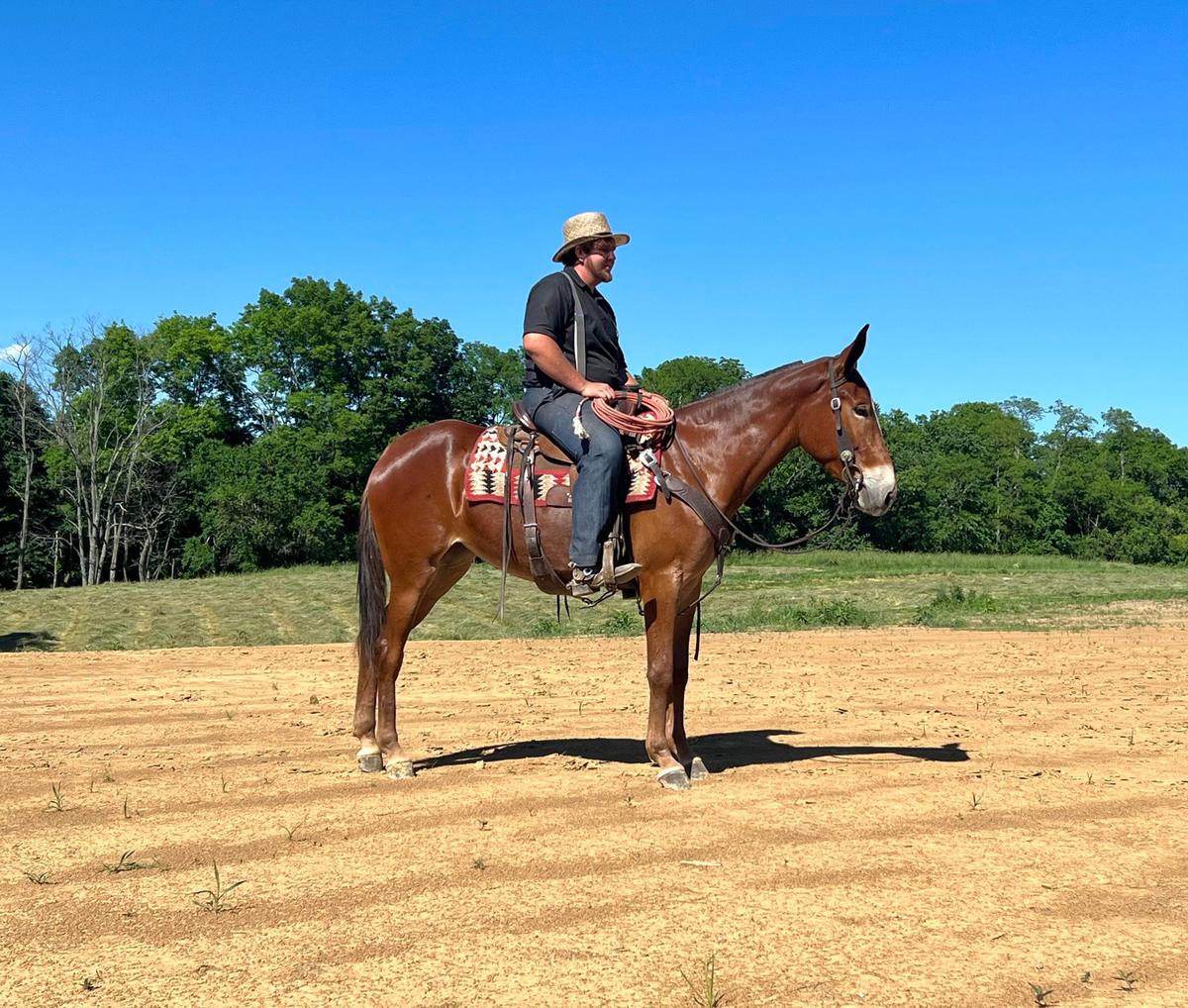 Aurora Magic Horse Auction