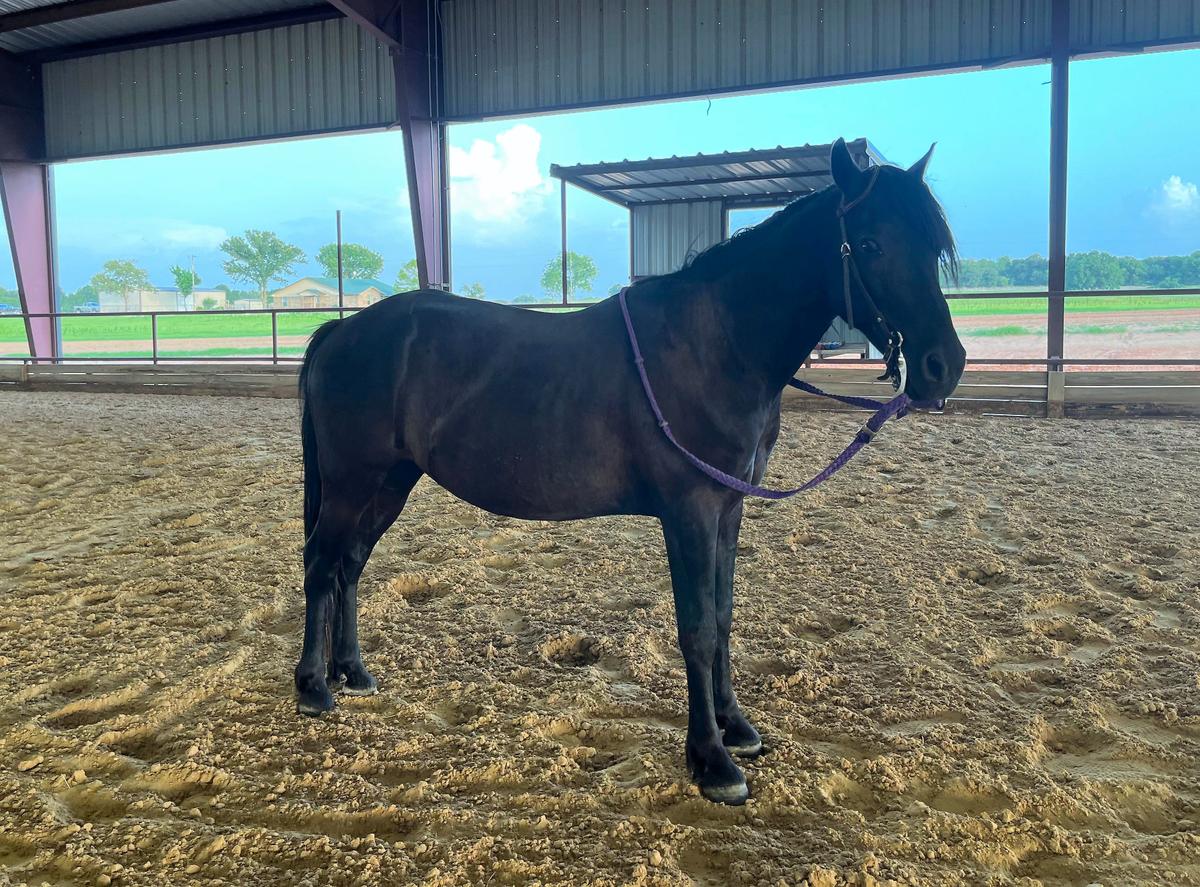 Cowboy Magic Horse Auction