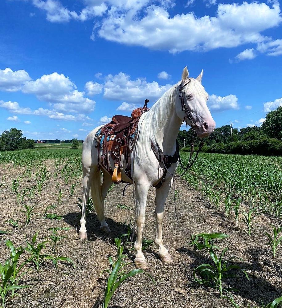 Nova Magic Horse Auction