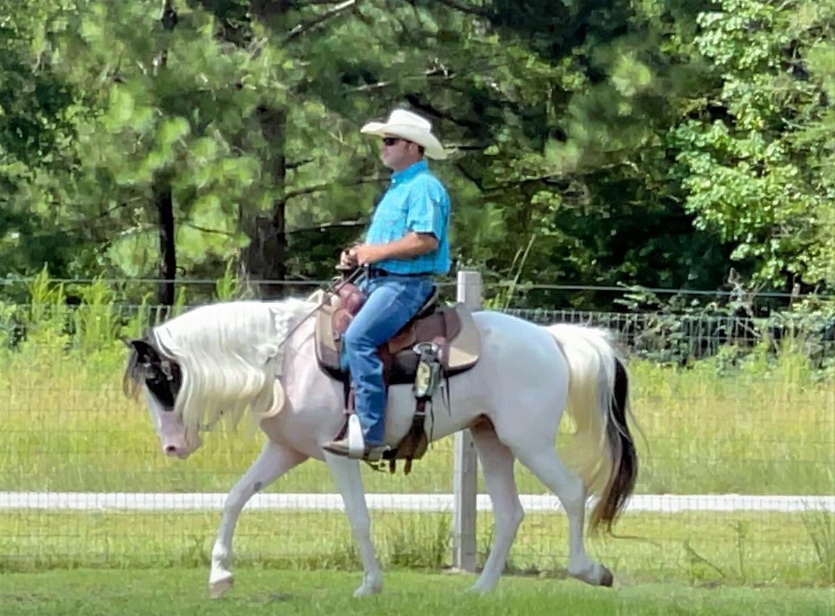 Princess Magic Horse Auction