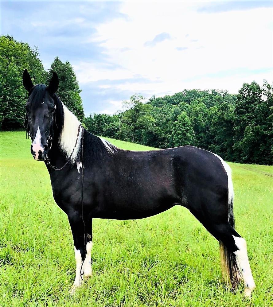 Charm Magic Horse Auction