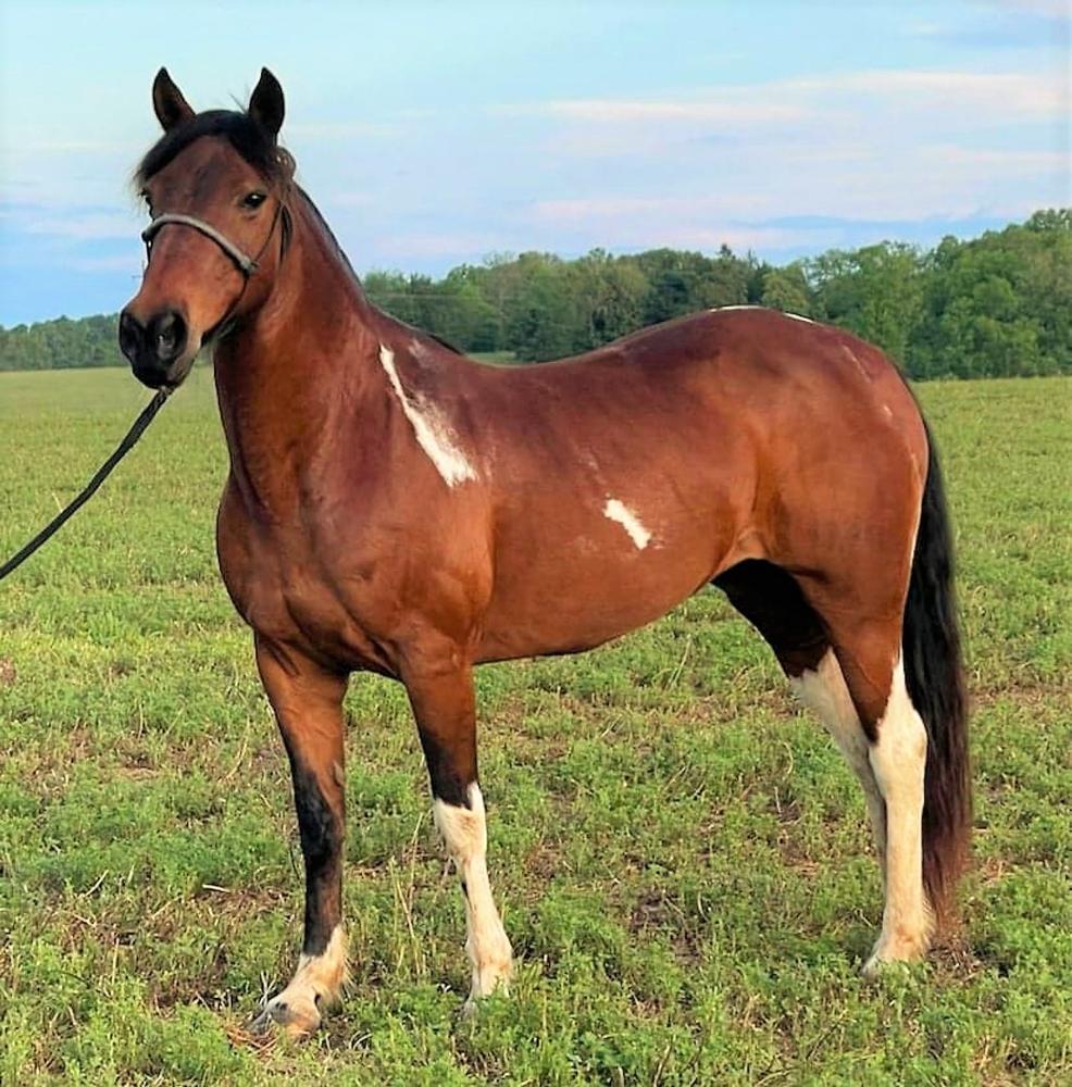 Nurtle* Magic Horse Auction