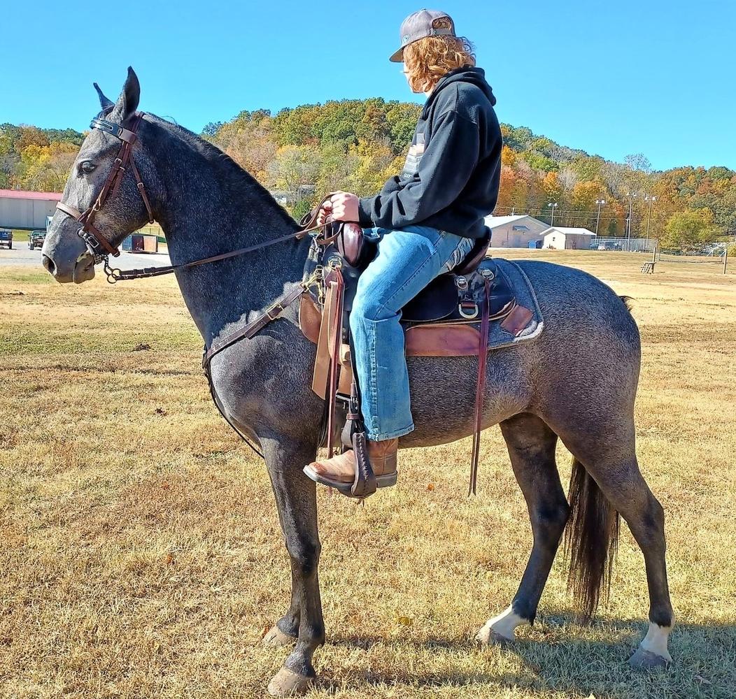 *Cash* Magic Horse Auction