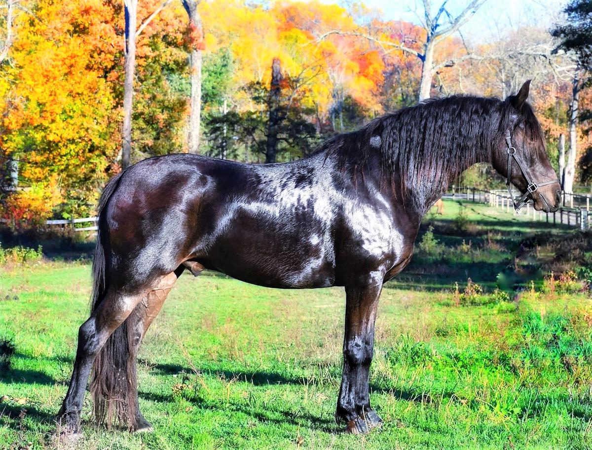 Diesel* Magic Horse Auction