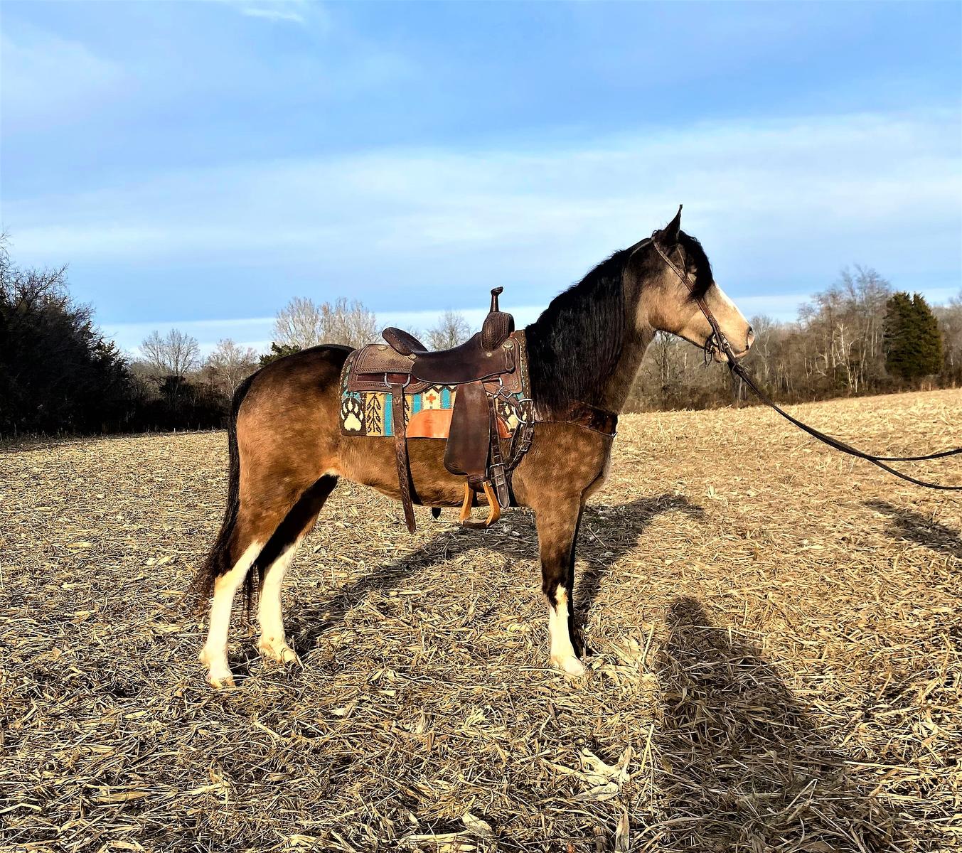 Lakota* Magic Horse Auction