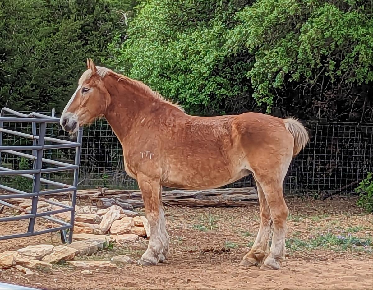 Sally Magic Horse Auction