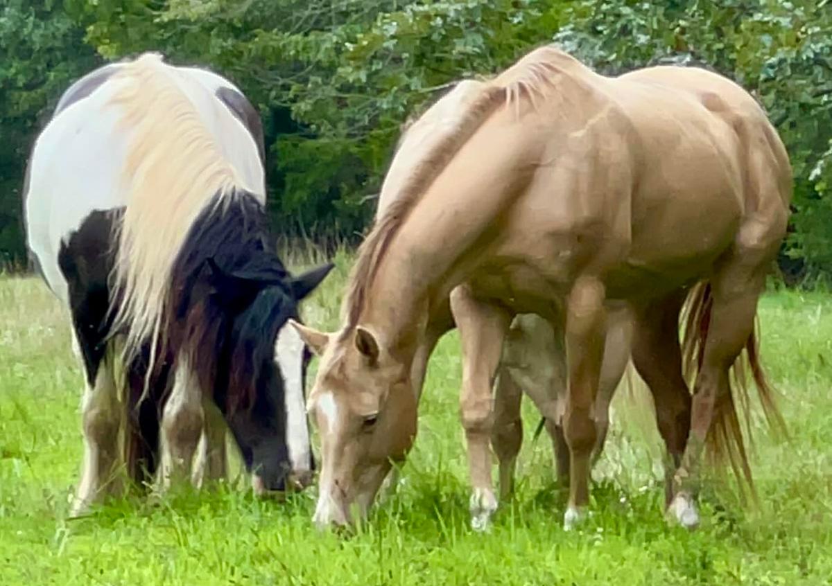 Mabel Magic Horse Auction