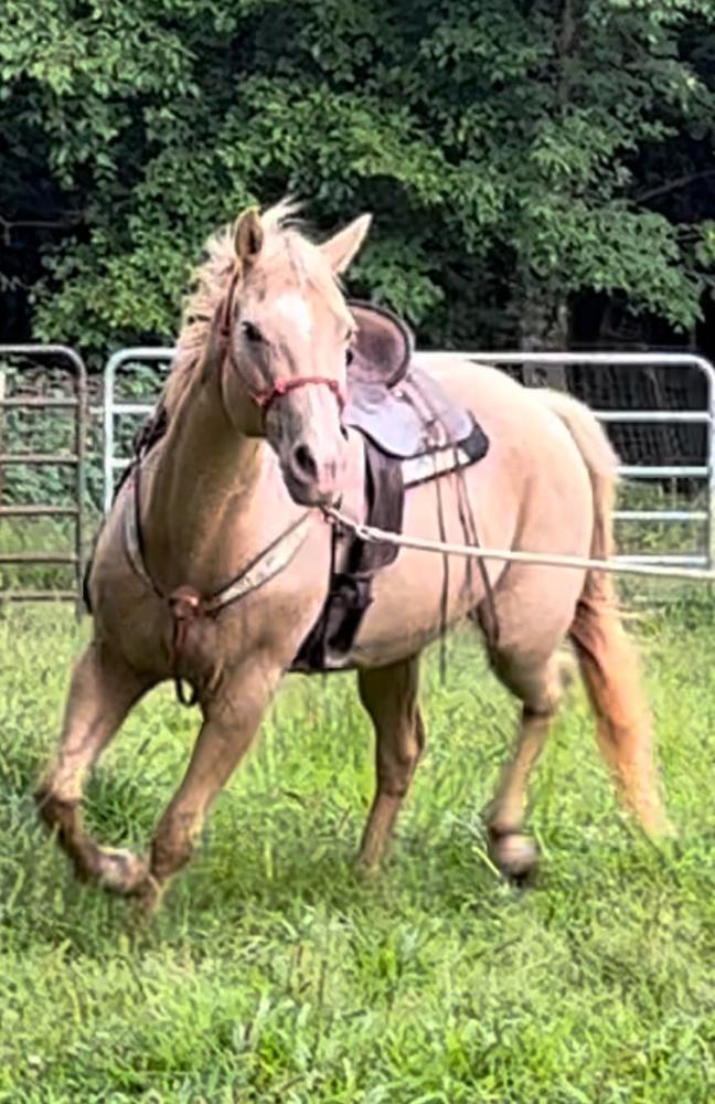 Mabel Magic Horse Auction