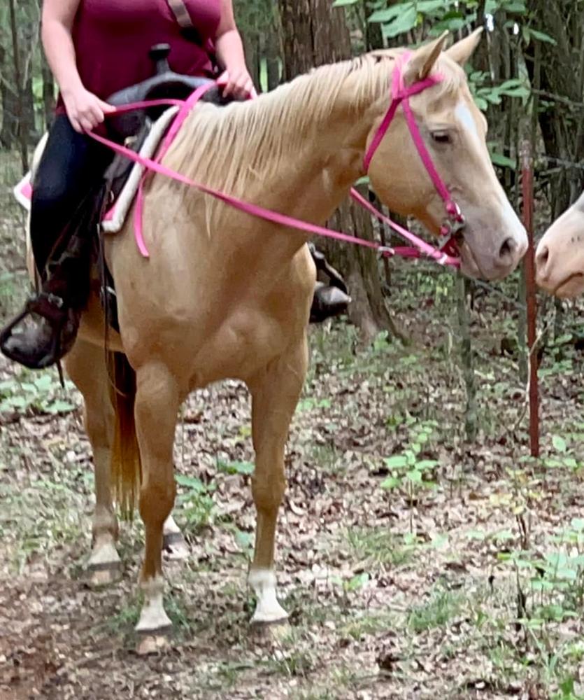 Mabel Magic Horse Auction