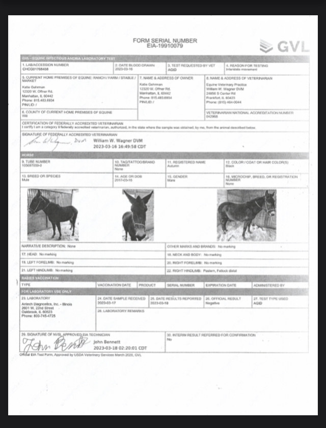 Autumn Magic Horse Auction