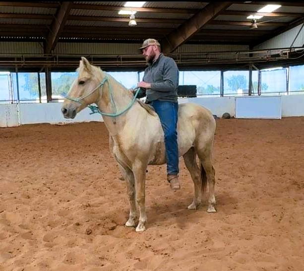 Golden Ticket Magic Horse Auction