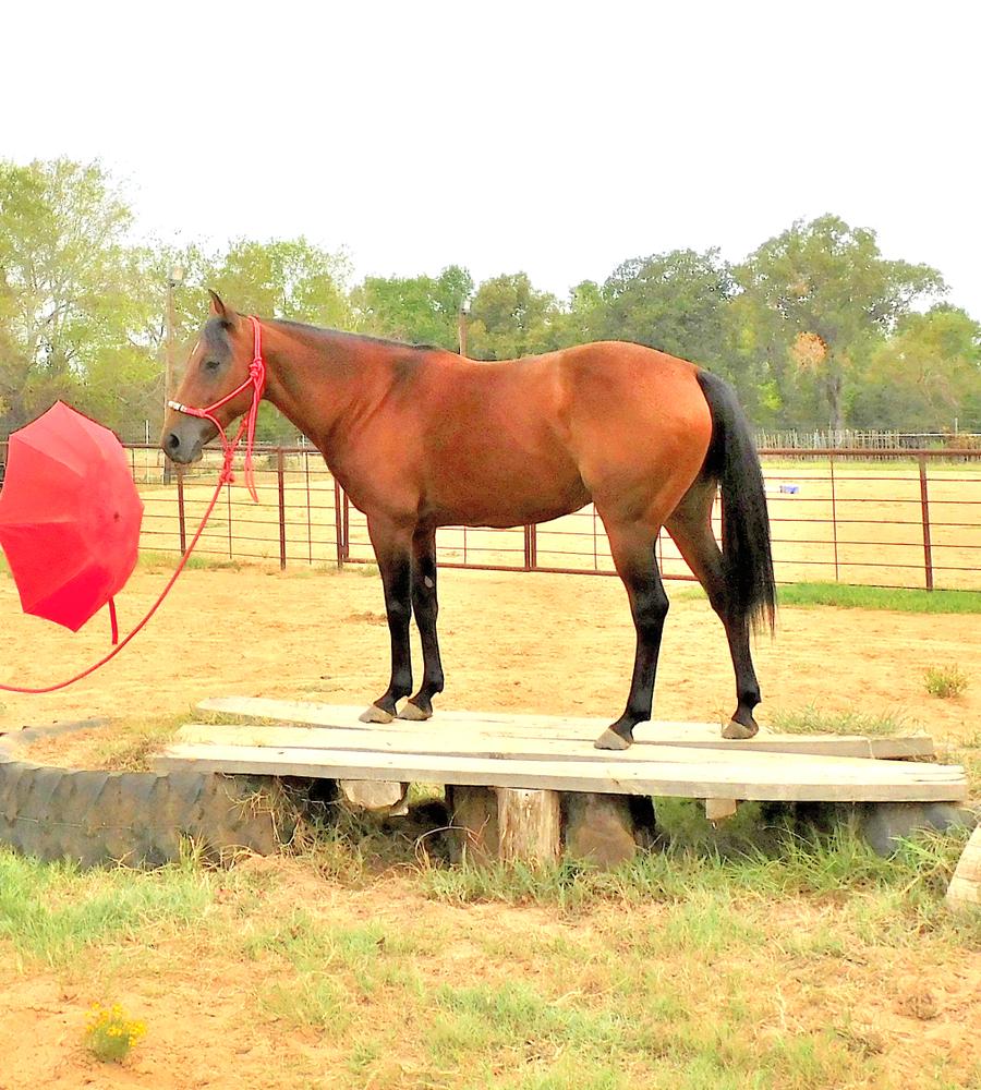 Miss Curly Mac Magic Horse Auction