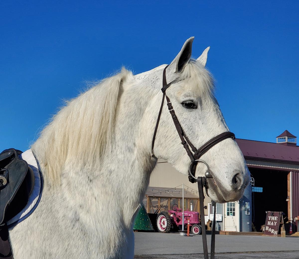 Opal Magic Horse Auction