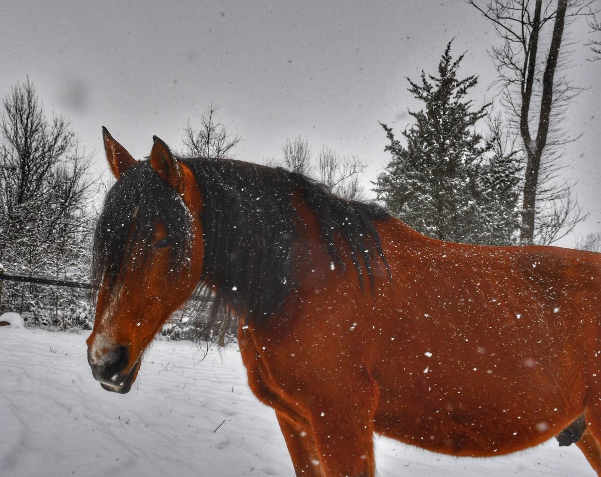 Kryptonite Magic Horse Auction