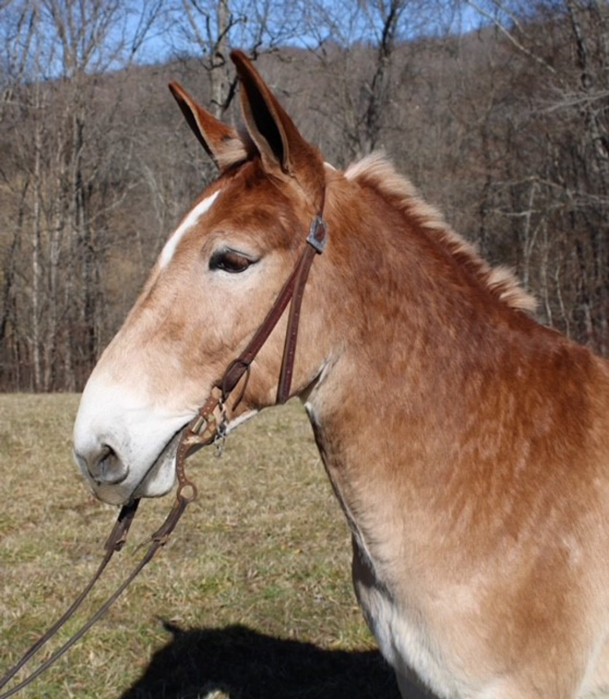 Jim Dandy Magic Horse Auction