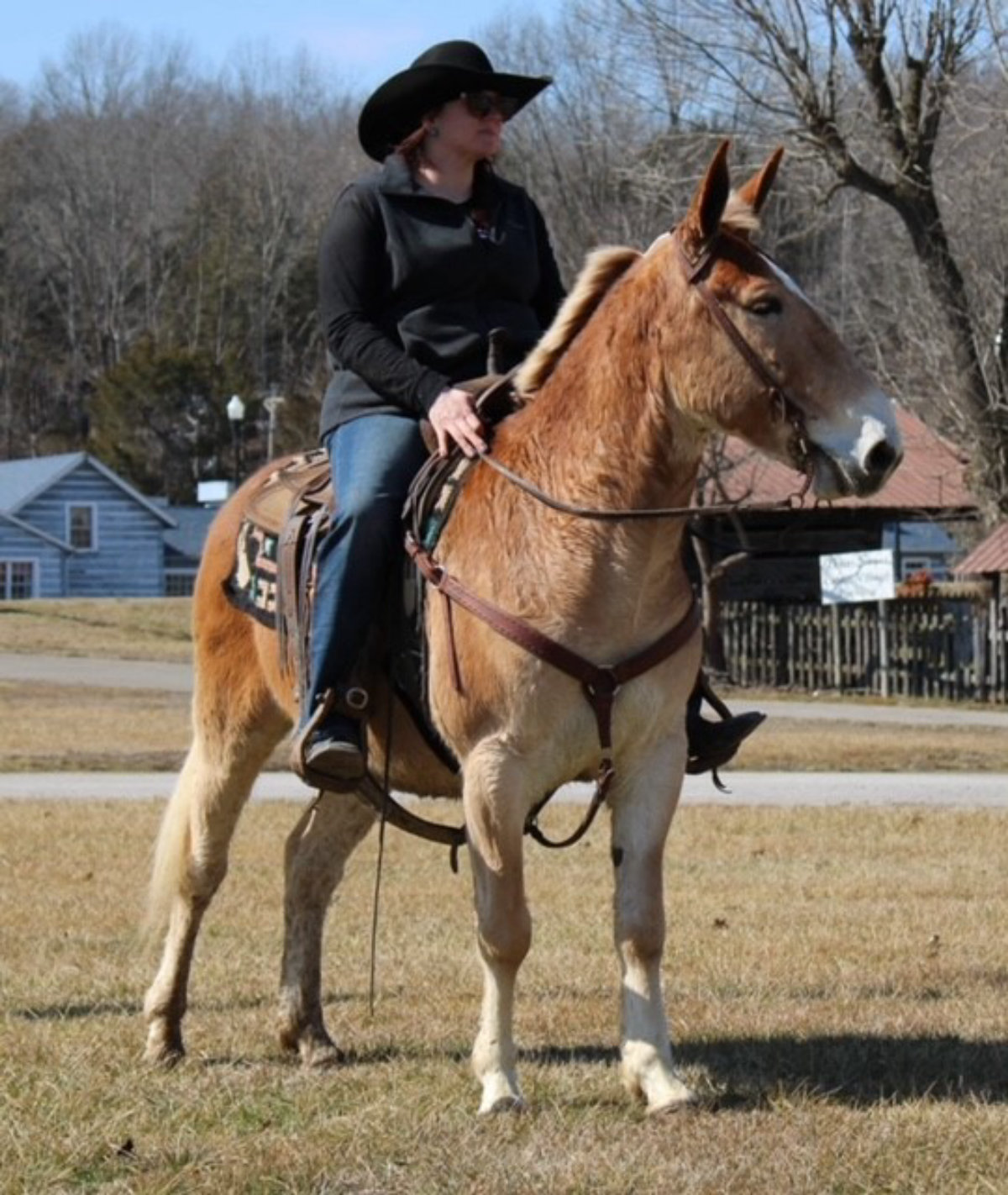 Jim Dandy Magic Horse Auction