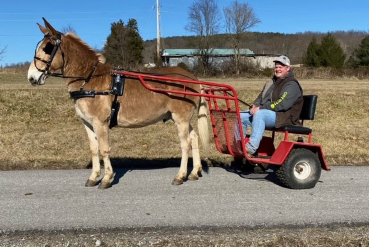 Jim Dandy Magic Horse Auction